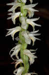 Great Plains lady's tresses